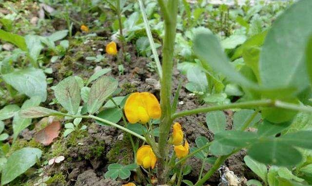 花生怎样管理才高产（花生的种植方法和条件）