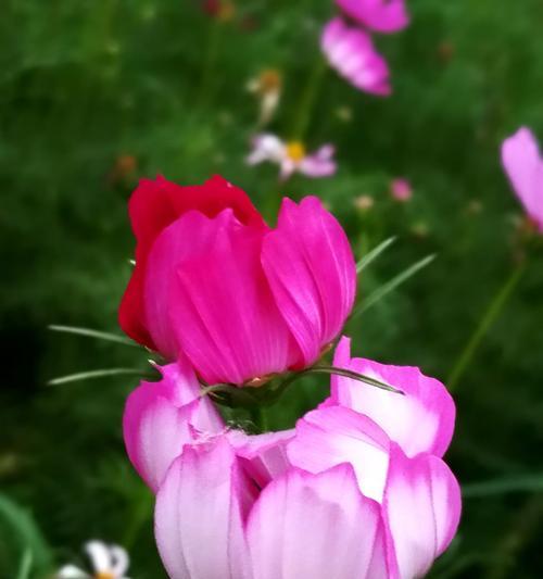 格桑花什么时候开花（关于格桑花的花期简介）