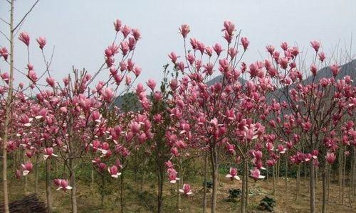 玉兰花的种植和培养（打造迷人的玉兰花园）