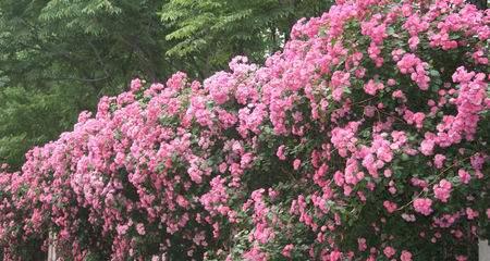 家庭怎样种植蔷薇花（蔷薇花栽培技术要点）