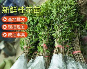 树苗该怎么种植方法（树苗的种植与管理）