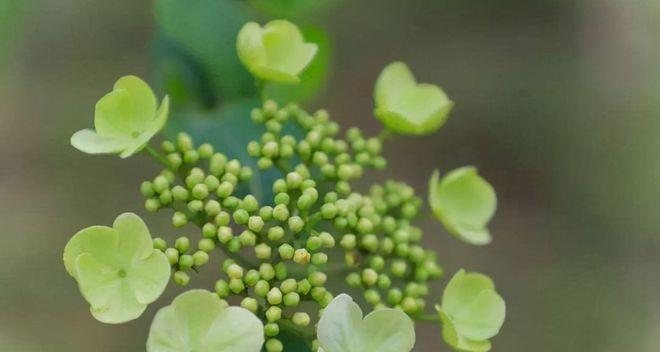 冬天开的有什么花（盘点冬天十种最美的花）