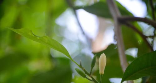 白兰花的寓意与意义（解读白兰花的象征与美学价值）