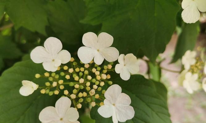 白琼花的花语（白琼花的含义及象征意义）