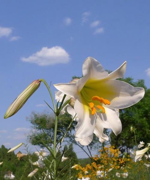 白色百合花语的深刻含义（纯洁）