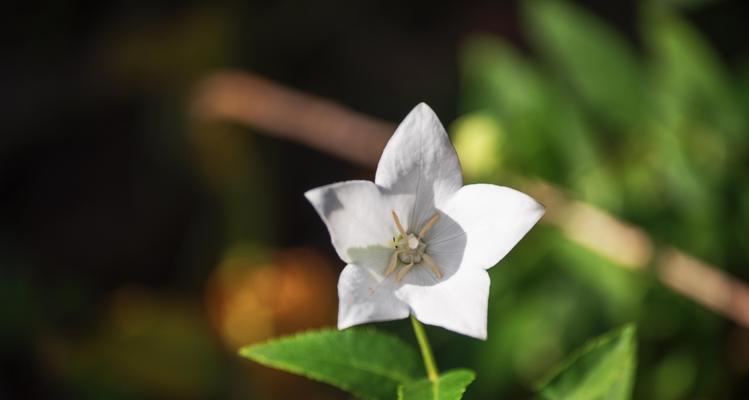 白色桔梗花的花语（花开雪中的象征）