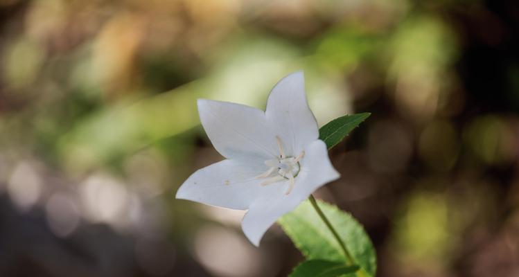 白色桔梗花的寓意（美丽而纯洁的象征——白色桔梗花的深层内涵）