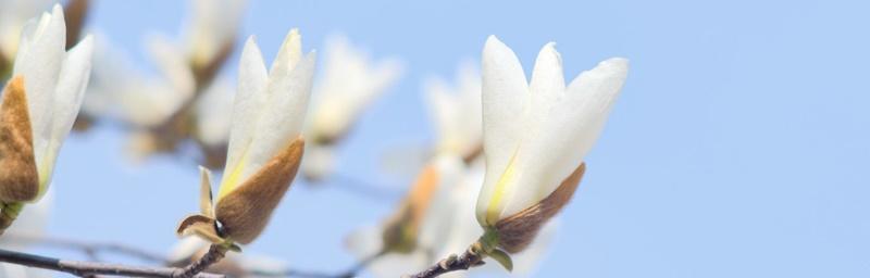 白玉兰花（探寻白玉兰花的花语与寓意）