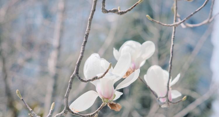 白玉兰花的寓意与象征意义（白玉兰花的美丽和深刻寓意）