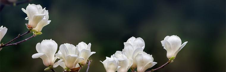 白玉兰花的深刻寓意与美丽芬芳（探索白玉兰的花语及其对人生的启示）