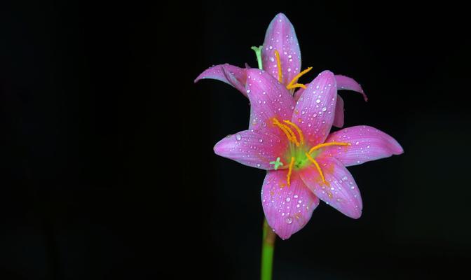 百合花的含义与象征（探寻百合花的深层内涵及其文化意义）