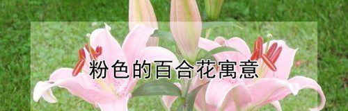 百合花语之深情与纯洁（以百合花为象征的爱情和友谊）