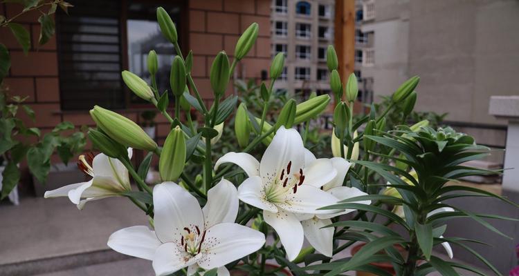 百合花的意义与寓意（百合花的象征和文化内涵）