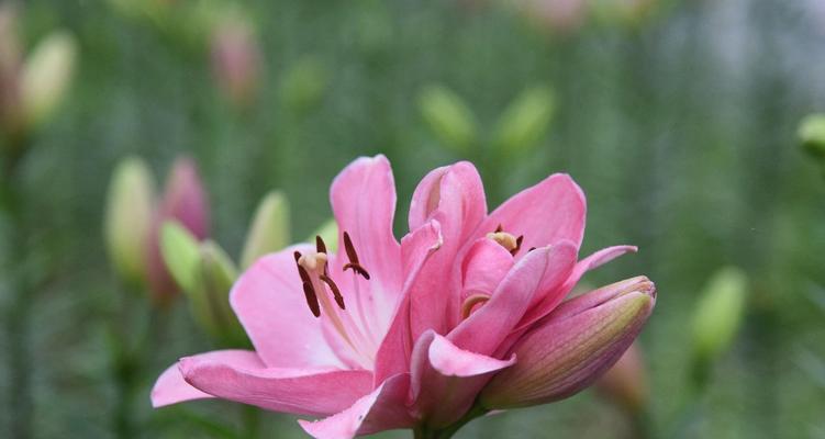 百合花语（探寻百合花的花语与美丽）