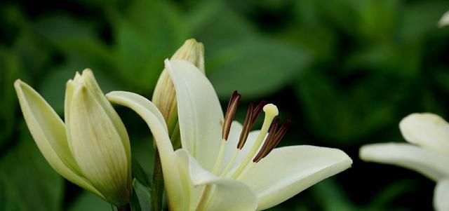 百合花的花语与寓意（百合花的花语与寓意揭示了人们对美丽）