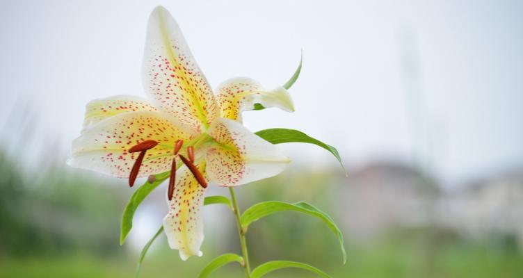 百合花花语与含义（深入解析百合花的花语及象征意义）