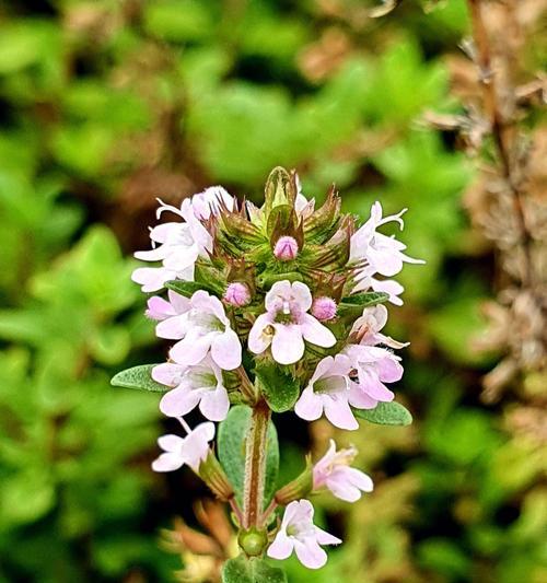 百里香花语的意义与传承（百里香的花语）