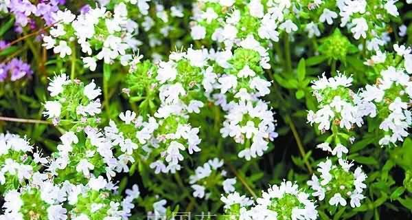 百里香花语的意义与传承（百里香的花语）