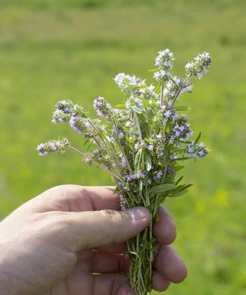 百里香花语（唤醒内心的勇气）