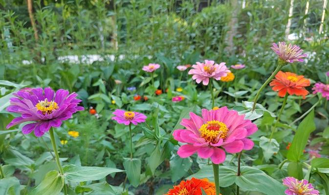 百日菊的花语与寓意（花开百日）