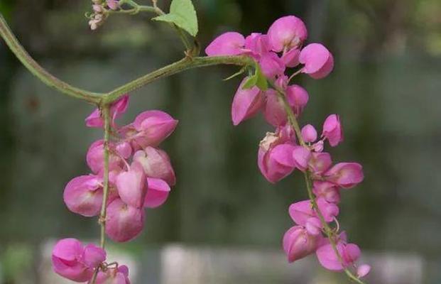 宝石花（探寻宝石花的神秘花语和魅力所在）