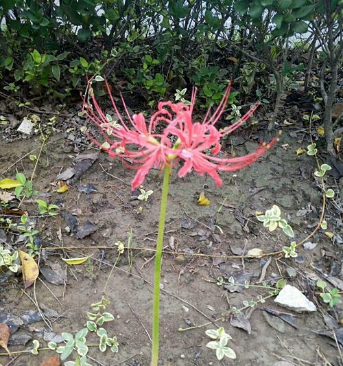 彼岸花的含义与象征（神秘）