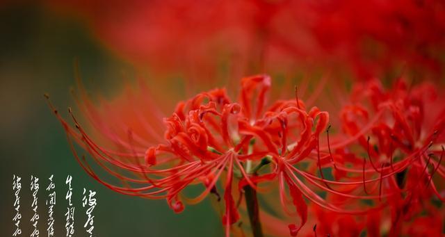 彼岸花（花开瞬间）