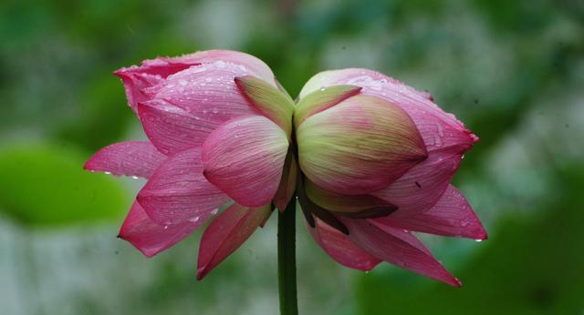 并蒂莲的象征意义——繁荣与和谐（一朵花中的两个世界）