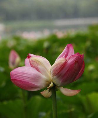 和谐共融，美丽并蒂——探寻并蒂莲花的花语之谜（和谐）