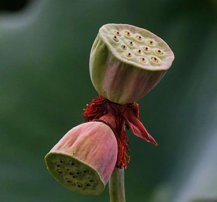 并蒂莲花（探寻并蒂莲花的美丽与哲理）