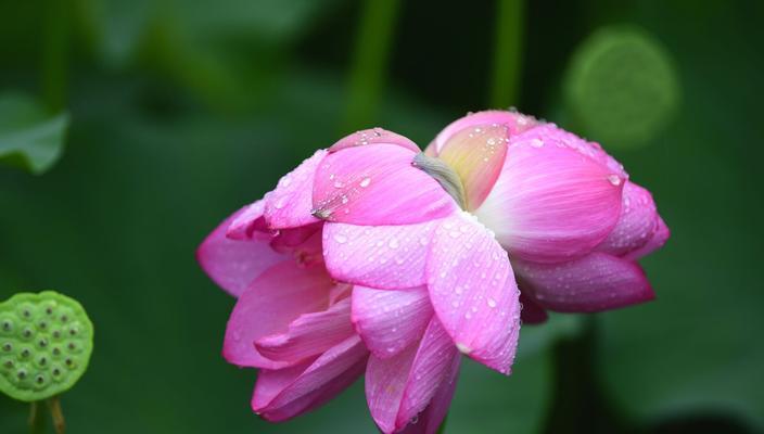 并蒂莲花（探寻并蒂莲花的美丽与哲理）