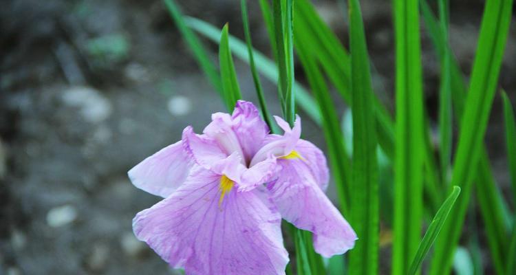 菖蒲的花语与文化背景（探索菖蒲的神秘与传承）