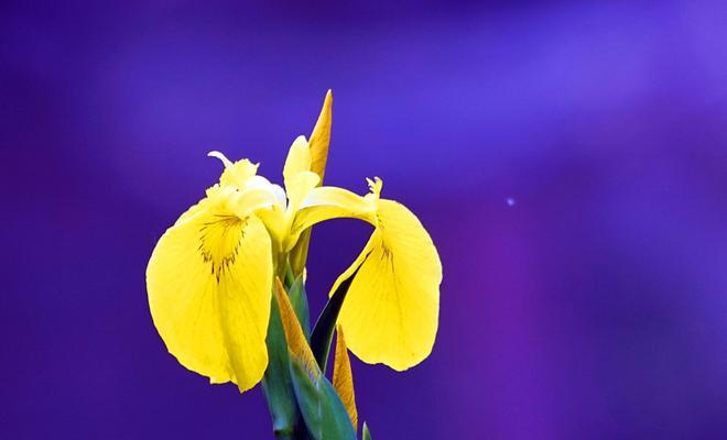 菖蒲花花语（探寻菖蒲花的花语之美）