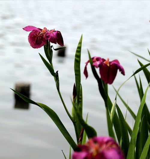 菖蒲花花语（探寻菖蒲花的花语之美）