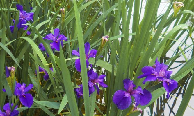 菖蒲花语传递着深情与希望（揭秘菖蒲花语的含义与传承）