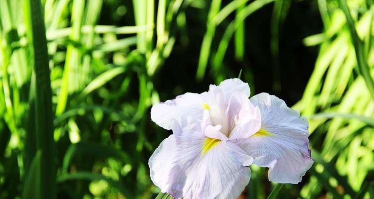 菖蒲花语传递着深情与希望（揭秘菖蒲花语的含义与传承）