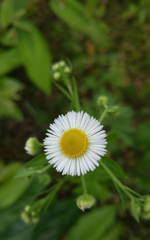 雏菊花语与寓意（雏菊花语、寓意与传说）