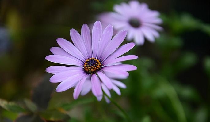 雏菊的花语与颜色（探索雏菊花语的奥秘）