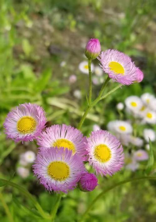 雏菊花语与寓意（探索雏菊花语的深层含义）