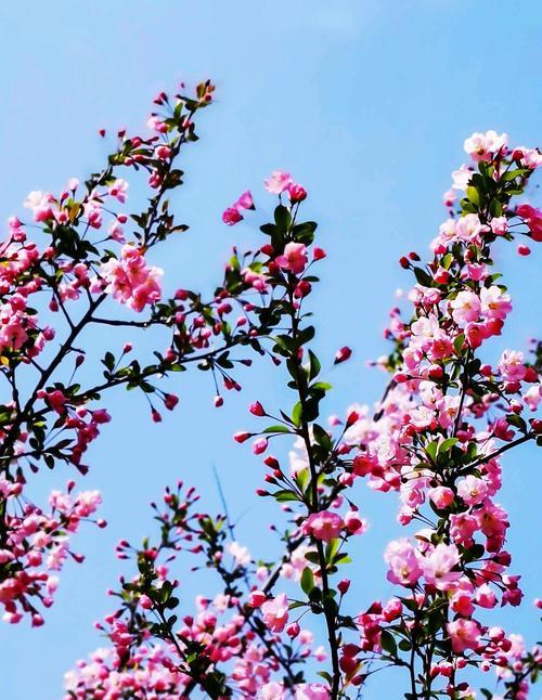 垂丝海棠花语（探寻垂丝海棠的花语之美）