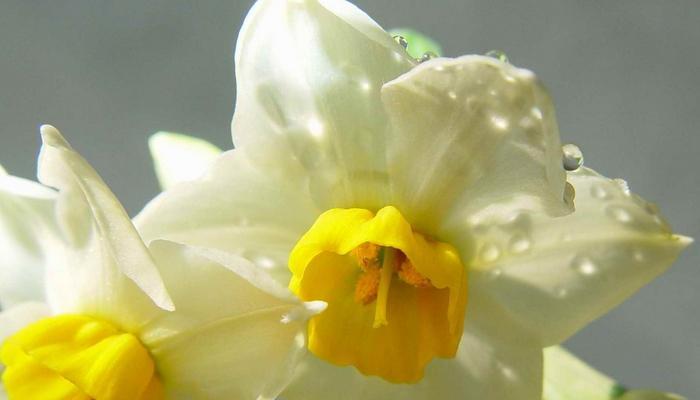 纯白水仙花的花语与美丽（神秘与纯洁）