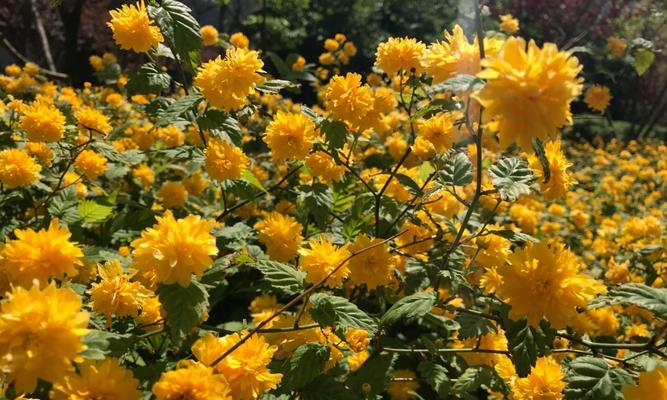 以棣棠花的花语（赏析以棣棠花的花语）