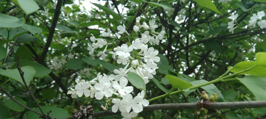 丁香花的花语与寓意（探寻丁香花的神秘与美丽）