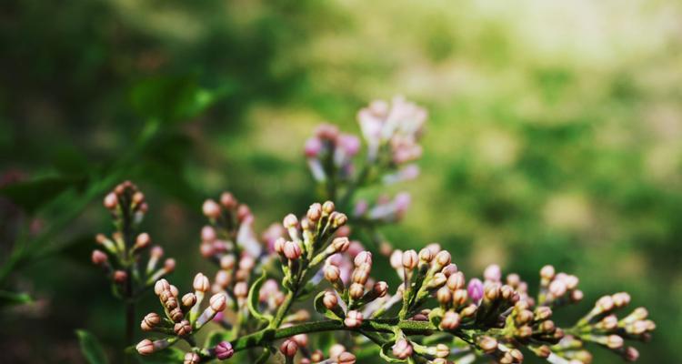 丁香花的花语与寓意（探寻丁香花的神秘与美丽）