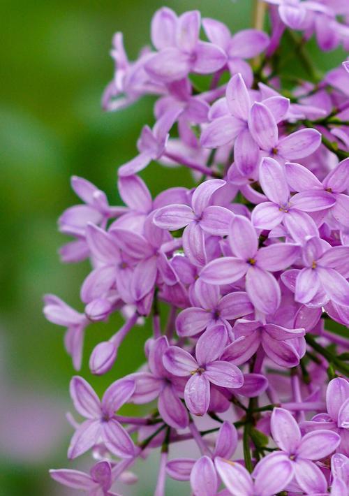 丁香花语的含义与传承（探寻丁香花所传递的情感和象征）