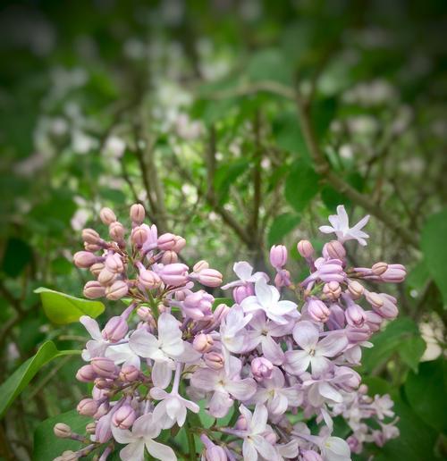 丁香花语的意义与传承（追寻花间的情感和寓意）