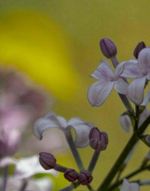 丁香花的花语与寓意（探索丁香花的情感表达与象征意义）