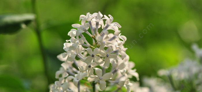 丁香花的代表意思与象征（花语丰富多彩）