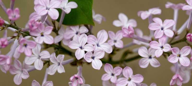 丁香花的代表意思与象征（花语丰富多彩）