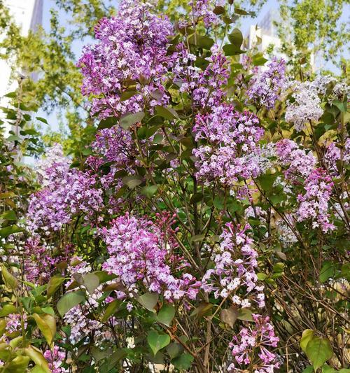 丁香花语（丁香花语的意义与传承）